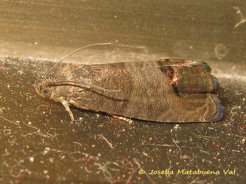 Cydia pomonella - Tortricidae